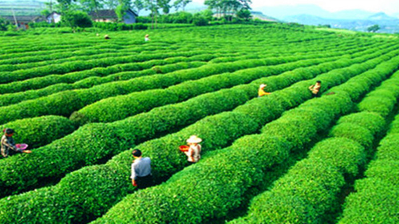 Small Backbasket Tea Garden.jpg