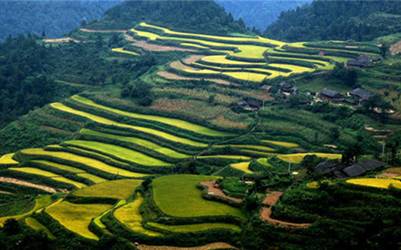 Wangjiabao Tea Garden.jpg