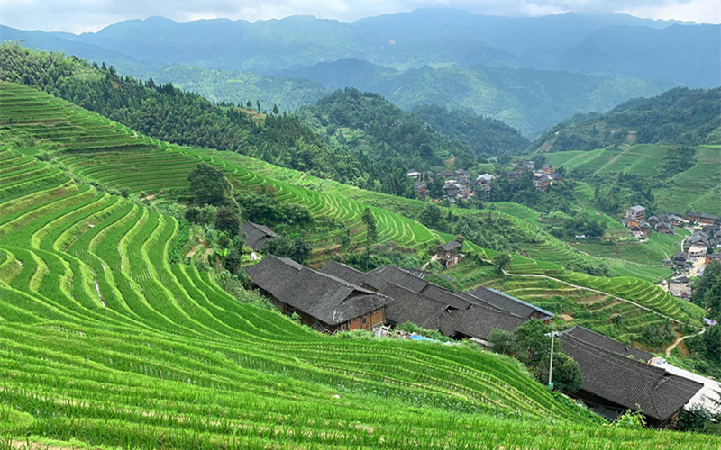 Jinkeng Village Terraced Fields Scenic Area.jpg