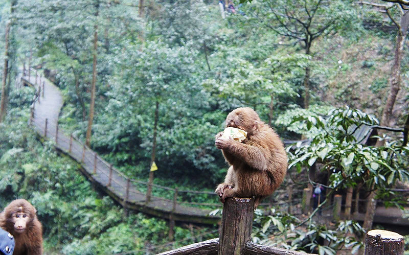 Monkey in Emei Mountain 2.jpg