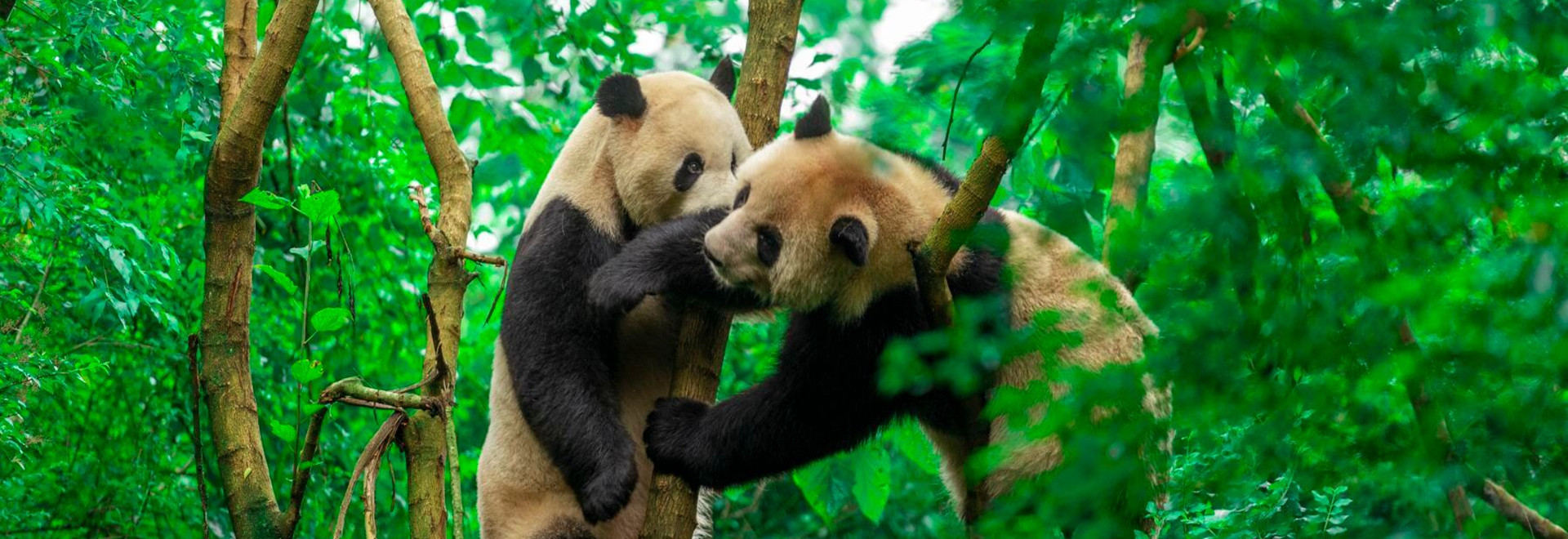 Chengdu