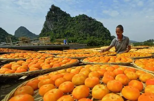 Gongcheng Moon-like Persimmon