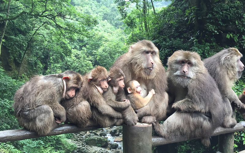 Emei Mountain Ecological Monkey Area