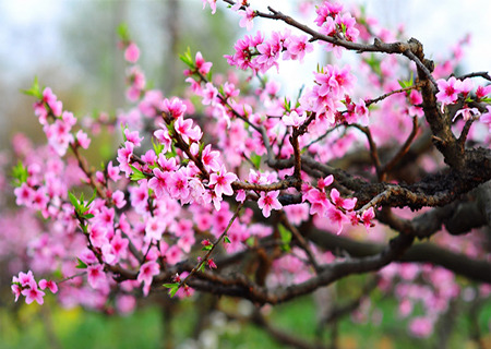 Chengdu International Peach Blossom Festival